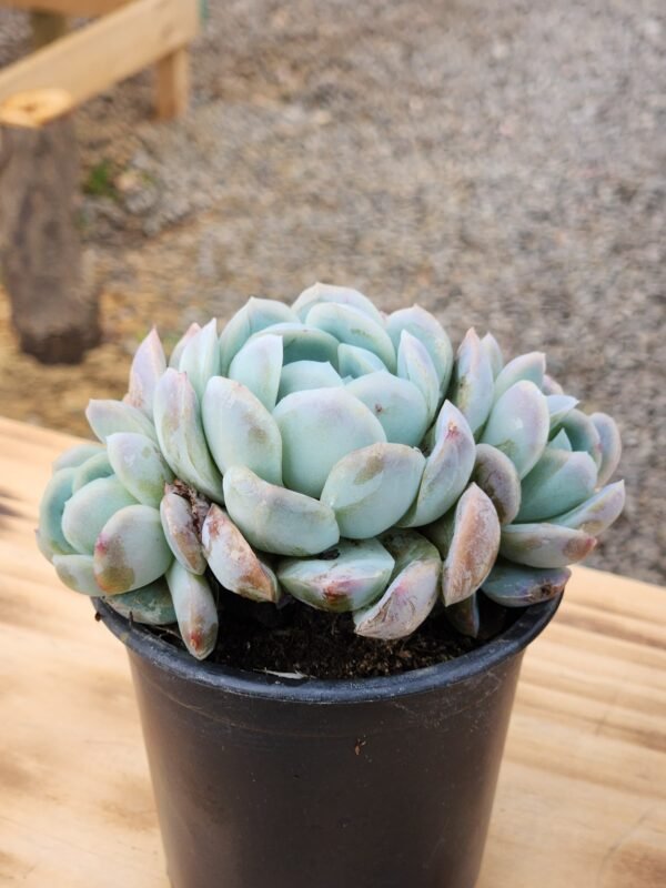 Echeveria Elegans Giant - Imagen 3