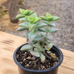 Crassula High Voltage