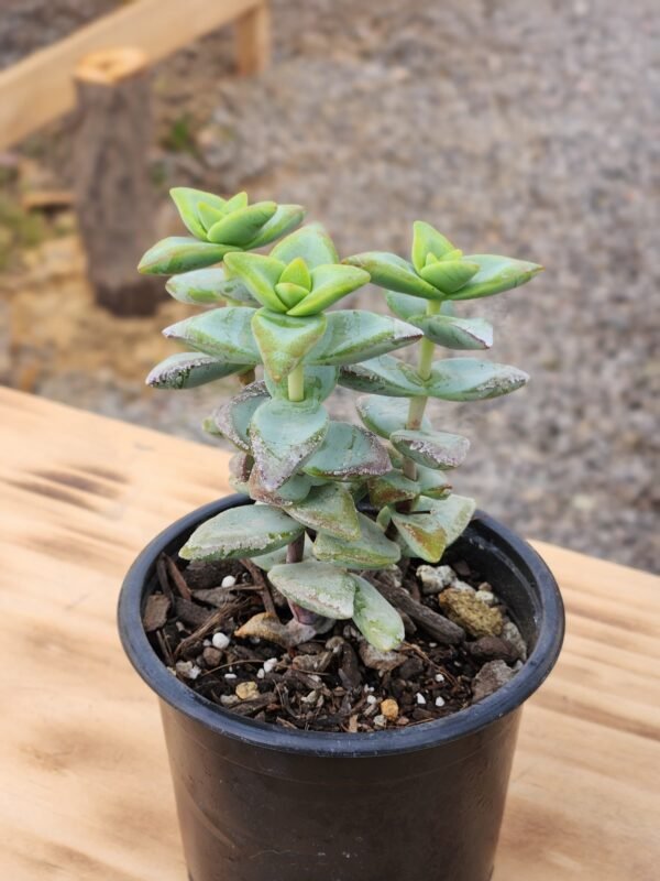 Crassula High Voltage - Imagen 2
