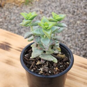 Crassula High Voltage