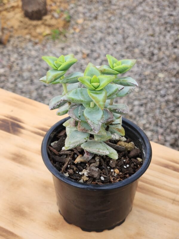 Crassula High Voltage