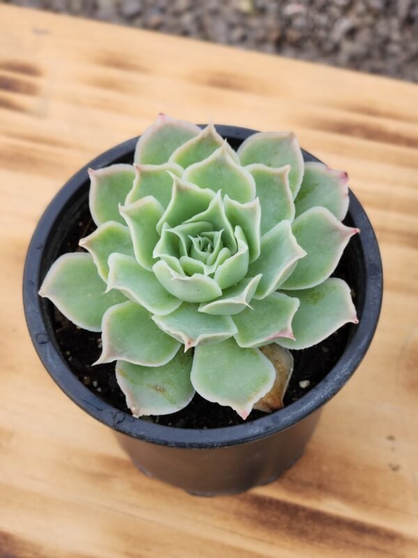 Echeveria Simulans - Imagen 3