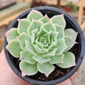 Echeveria Simulans