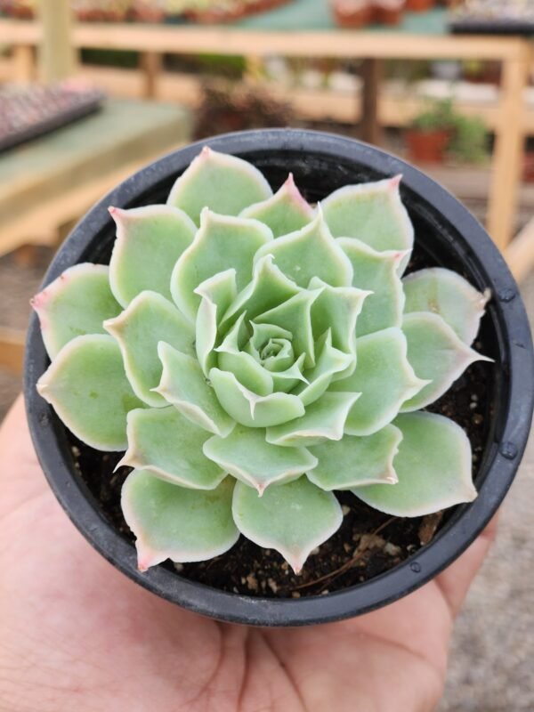 Echeveria Simulans - Imagen 2