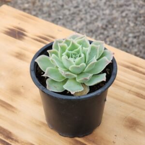 Echeveria Simulans