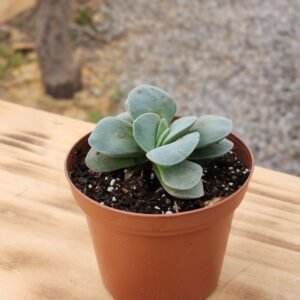 Crassula Morgan´s Beauty - Mini