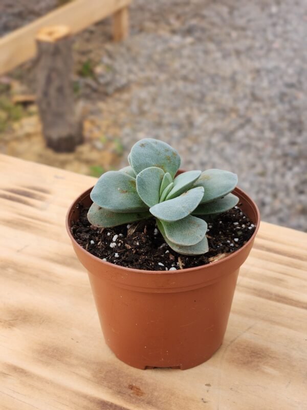Crassula Morgan´s Beauty - Mini