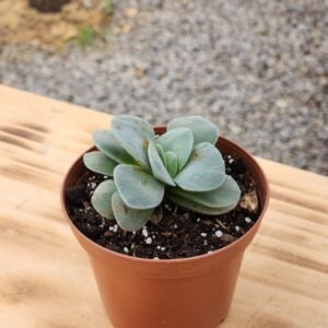 Crassula Morgan´s Beauty - Mini