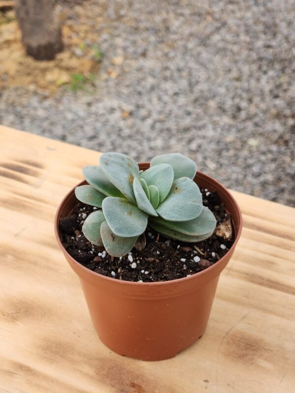 Crassula Morgan´s Beauty - Mini - Imagen 2