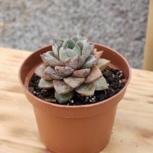 Echeveria Dionysos