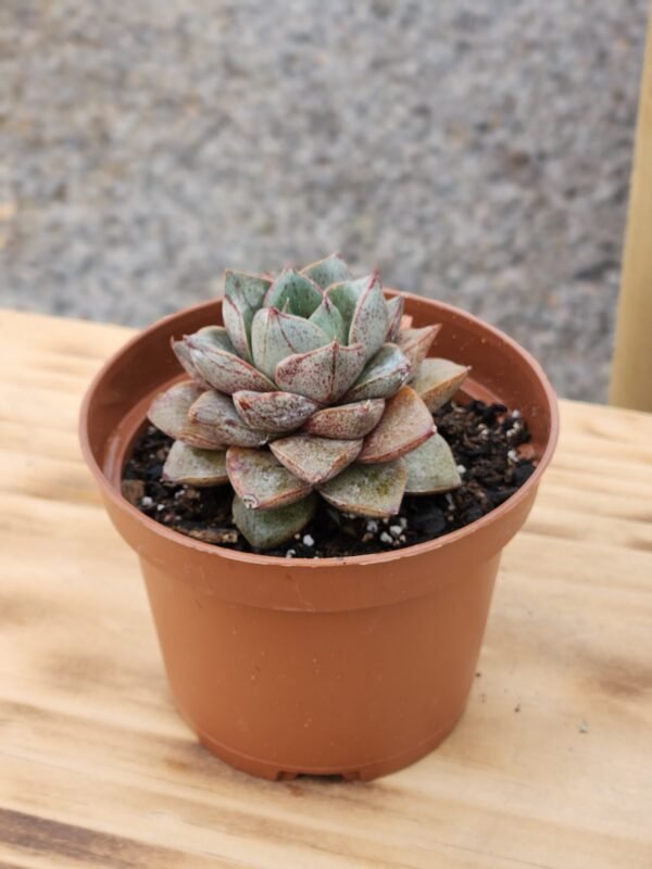 Echeveria Dionysos