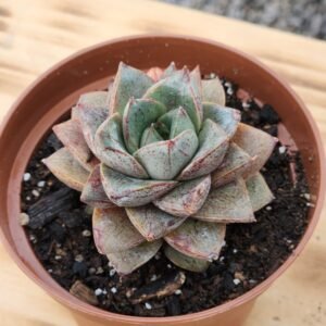 Echeveria Dionysos