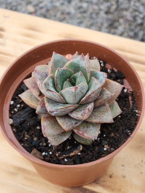 Echeveria Dionysos - Imagen 2