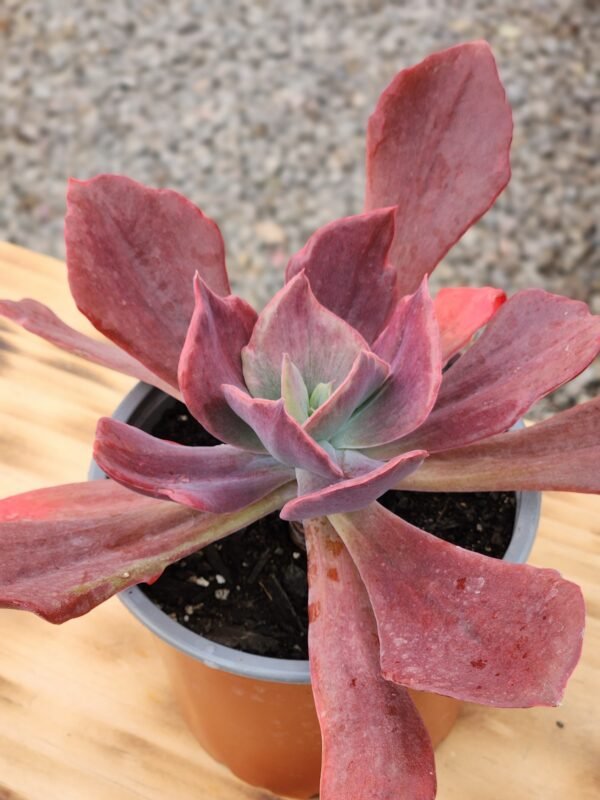 Echeveria Diamont State - Imagen 2