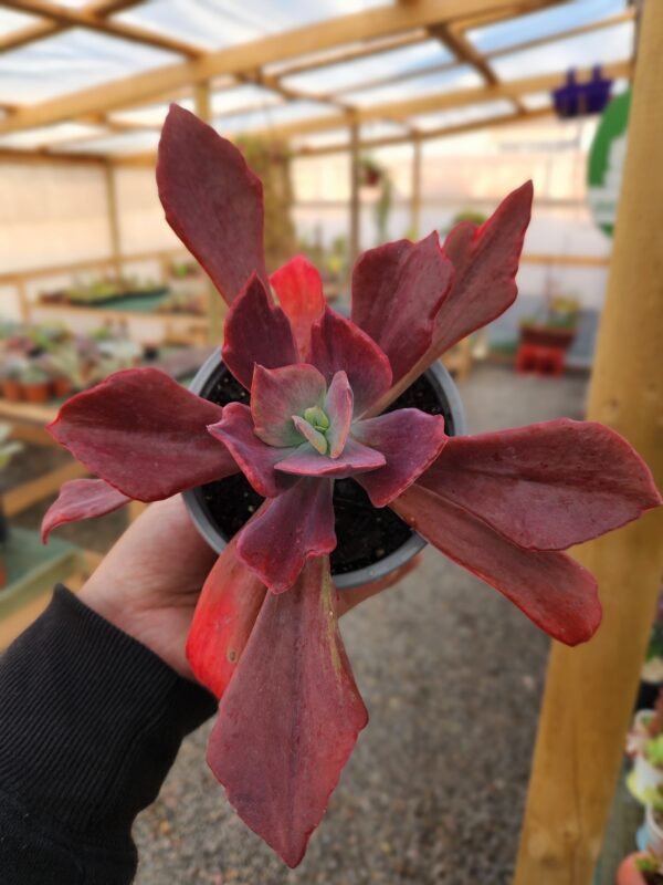 Echeveria Diamont State - Imagen 3