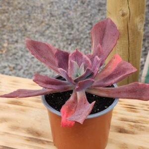 Echeveria Diamont State