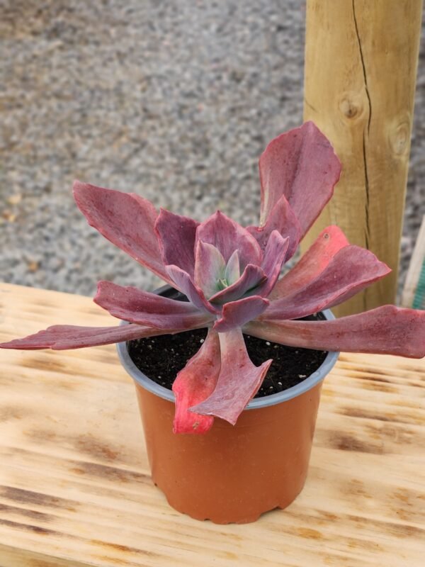 Echeveria Diamont State
