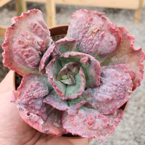 Echeveria Midway