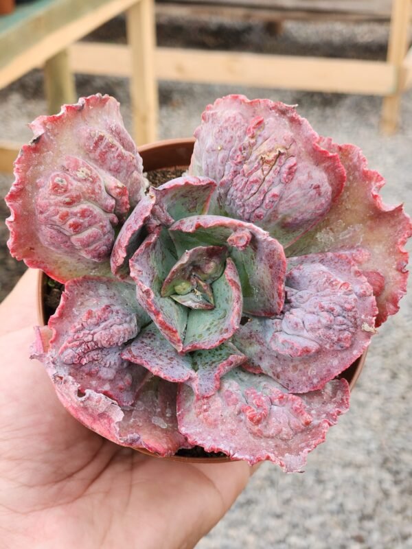 Echeveria Midway