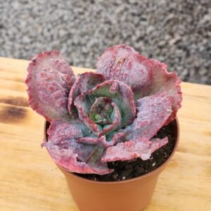 Echeveria Midway
