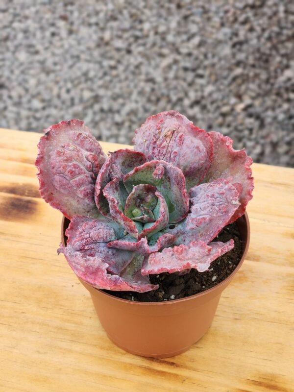 Echeveria Midway - Imagen 2