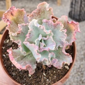 Echeveria Chantilly Maria Antonieta