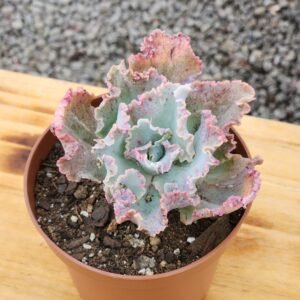 Echeveria Chantilly Maria Antonieta