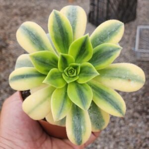 Aeonium Florence - Tamaño Medio L
