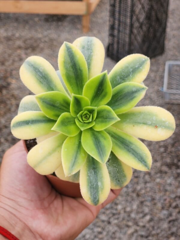 Aeonium Florence - Tamaño Medio L