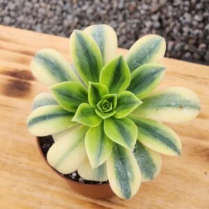 Aeonium Florence - Tamaño Medio L