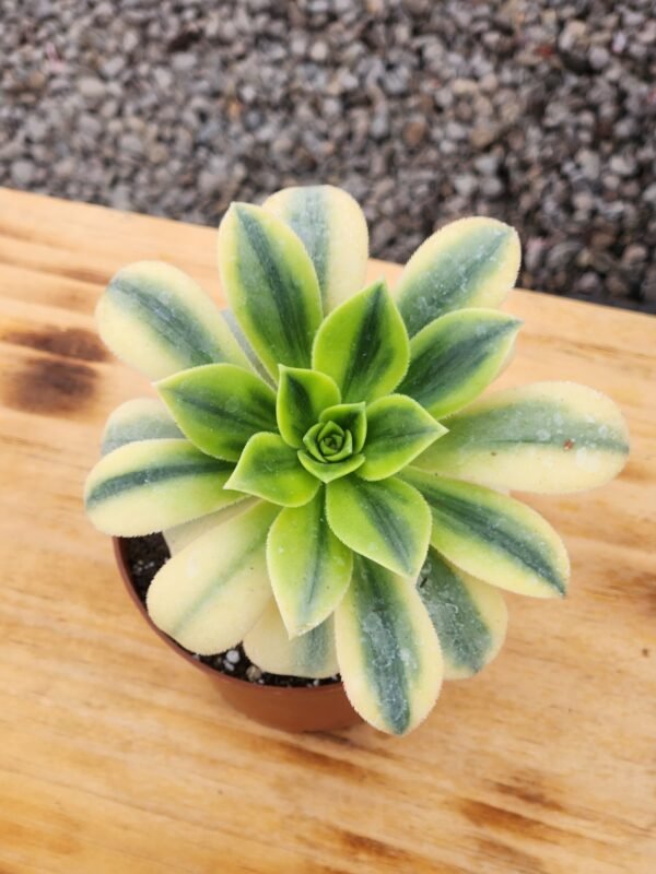 Aeonium Florence - Tamaño Medio L - Imagen 2