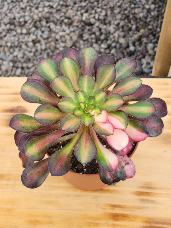 Aeonium Rainbow - Tamaño medio L - Imagen 3