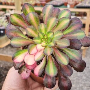 Aeonium Rainbow - Tamaño medio L
