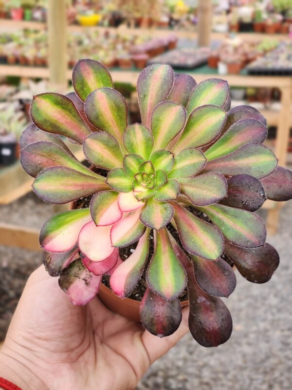 Aeonium Rainbow - Tamaño medio L - Imagen 2