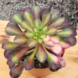 Aeonium Rainbow - Tamaño medio L