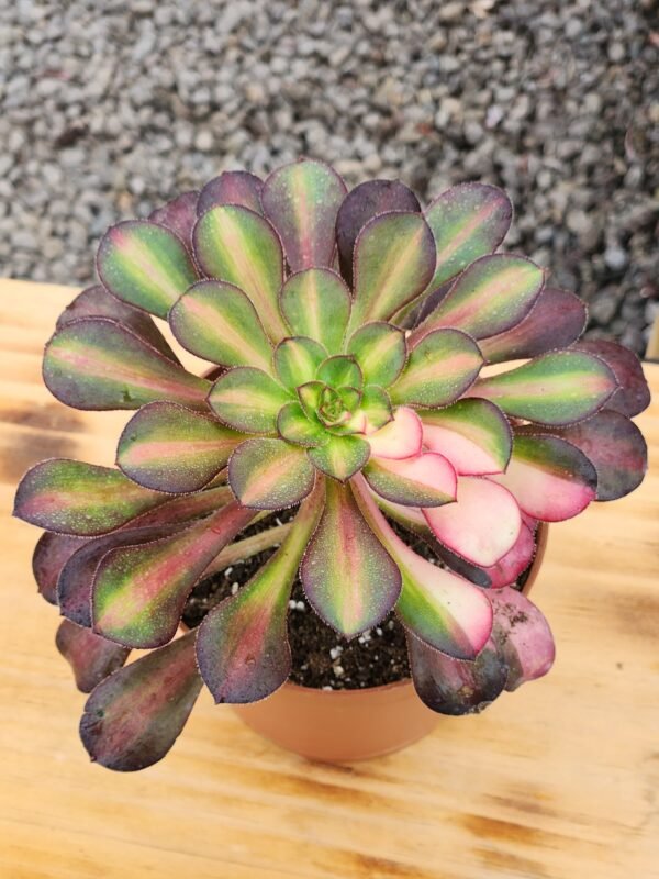 Aeonium Rainbow - Tamaño medio L