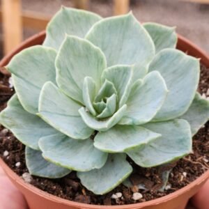 Echeveria Silver Queen Variegata