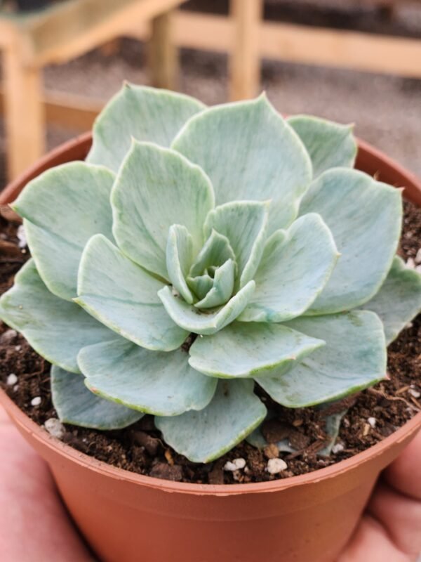 Echeveria Silver Queen Variegata - Imagen 2