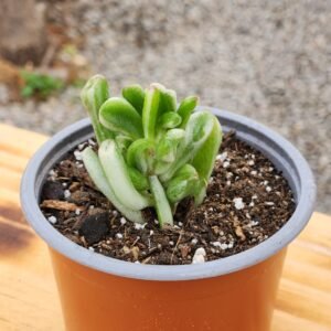 Crassula Ovata Gollum Variegata - Tamaño S