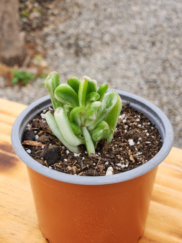 Crassula Ovata Gollum Variegata - Tamaño S