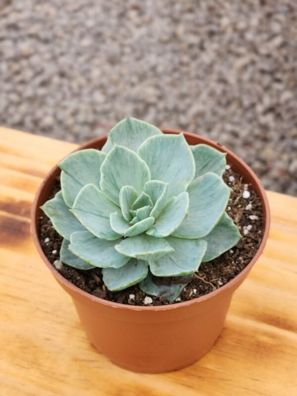 Echeveria Silver Queen Variegata