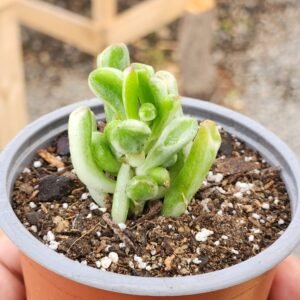 Crassula Ovata Gollum Variegata - Tamaño S