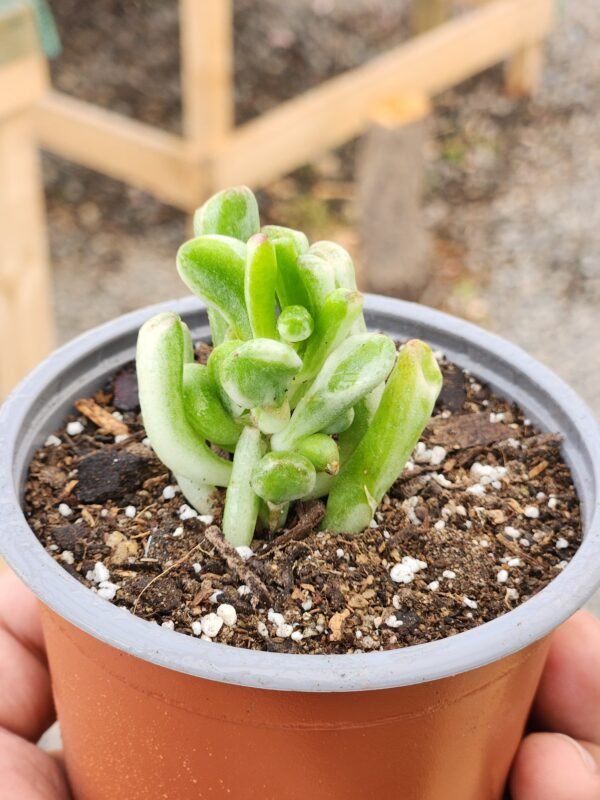 Crassula Ovata Gollum Variegata - Tamaño S - Imagen 2