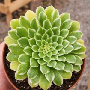 Aeonium Emerald Ice