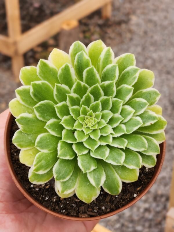 Aeonium Emerald Ice