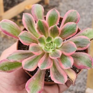 Aeonium Pink Witch