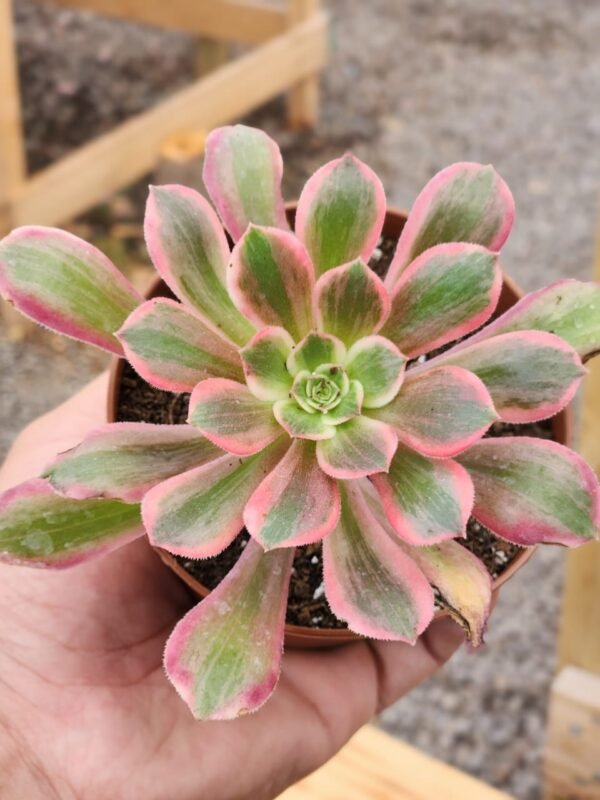 Aeonium Pink Witch