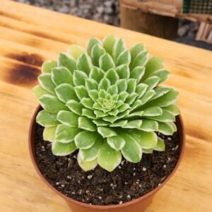 Aeonium Emerald Ice