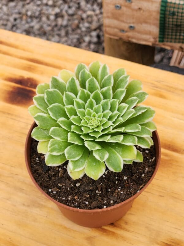 Aeonium Emerald Ice - Imagen 2