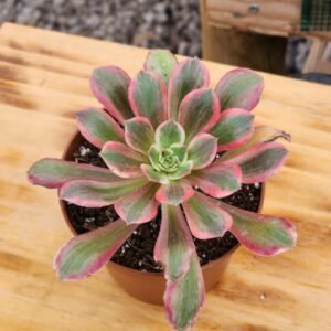 Aeonium Pink Witch